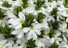 And the Surdiva Scaevola, Snow Blanket of MNP Flowers. 